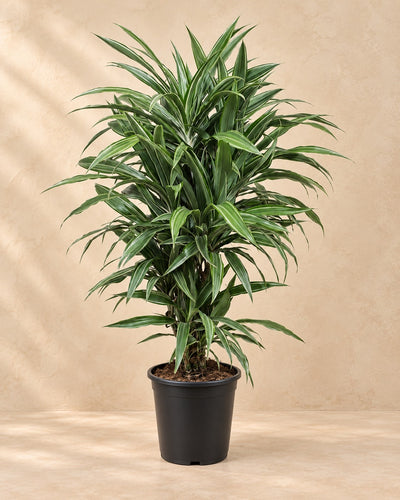 Dracena (Dracaena fragrans 'Warneckei'), alta 100 cm in vaso di coltivazione da 27 cm