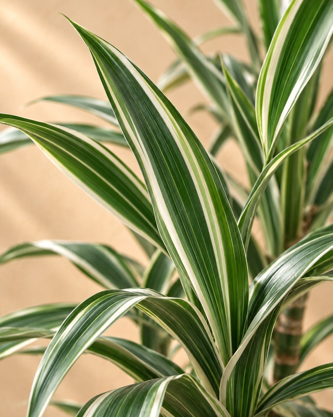 Primo piano delle foglie di Dracena (Dracaena fragrans 'Warneckei')