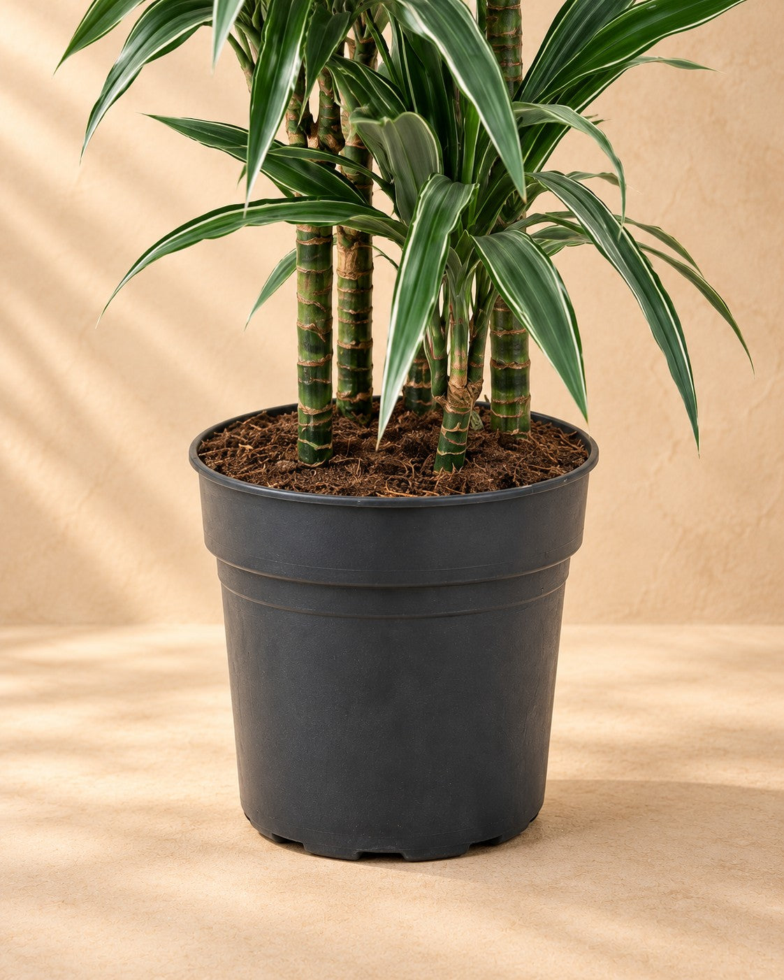 Parte bassa di Dracena (Dracaena fragrans 'Warneckei') con il vaso di coltivazione