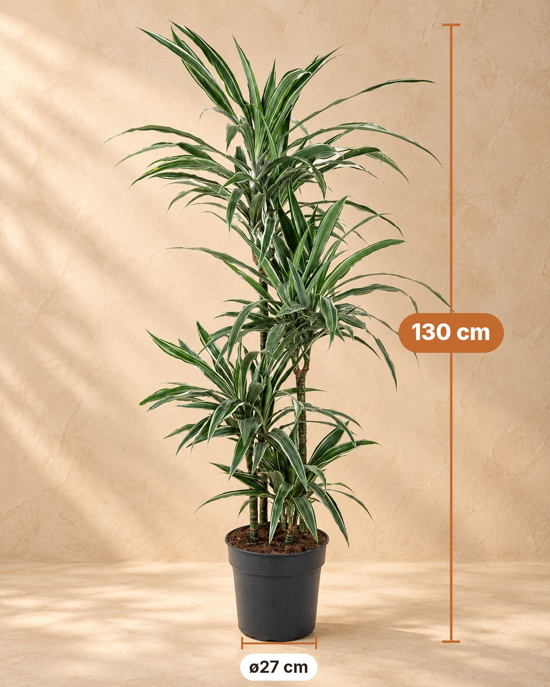 Dimensioni Dracena: altezza 130 cm, vaso ø27 cm