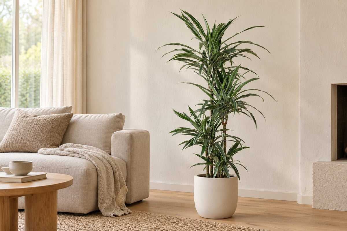 Dracena, 130 cm, in a white ceramic planter in un soggiorno luminoso