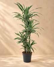 Dracena (Dracaena fragrans 'Warneckei'), alta 130 cm in vaso di coltivazione da 27 cm