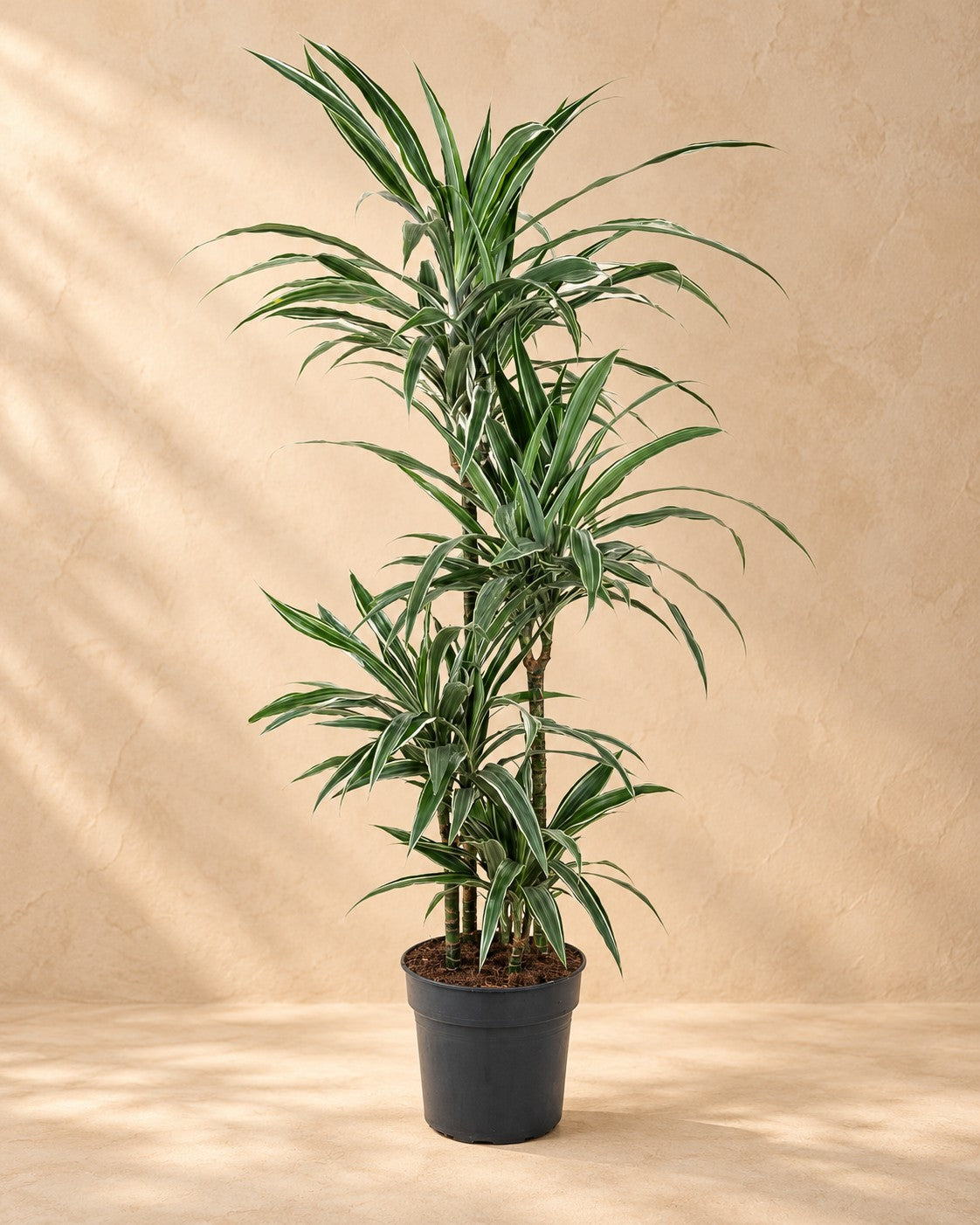 Dracena (Dracaena fragrans 'Warneckei'), alta 130 cm in vaso di coltivazione da 27 cm