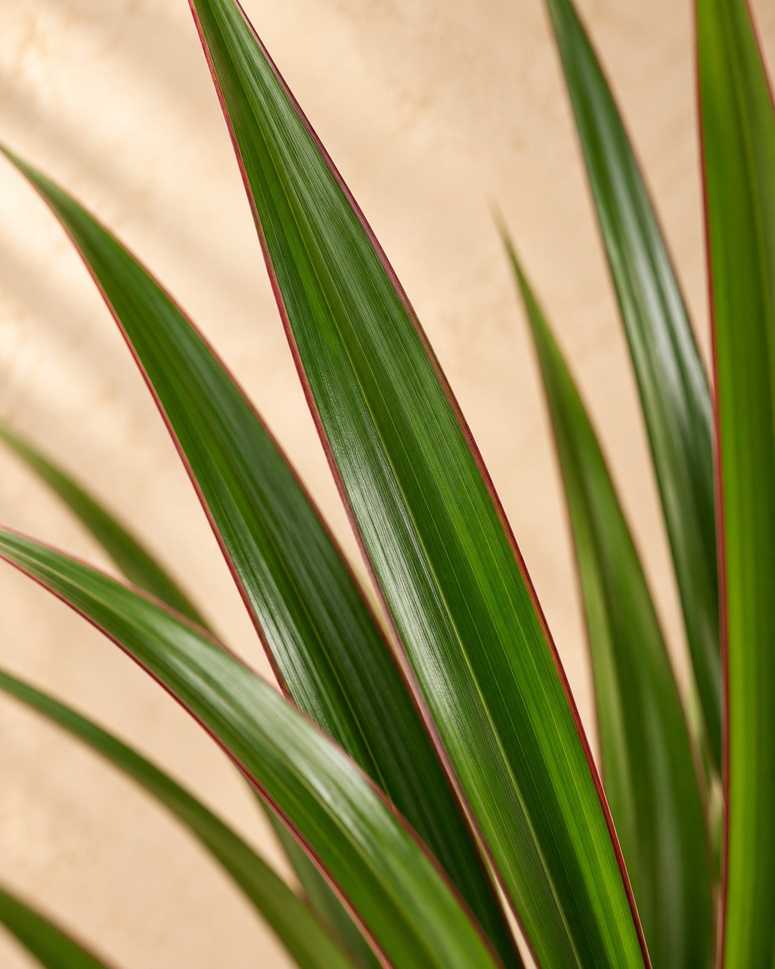 Primo piano delle foglie di Dracena (Dracaena marginata)