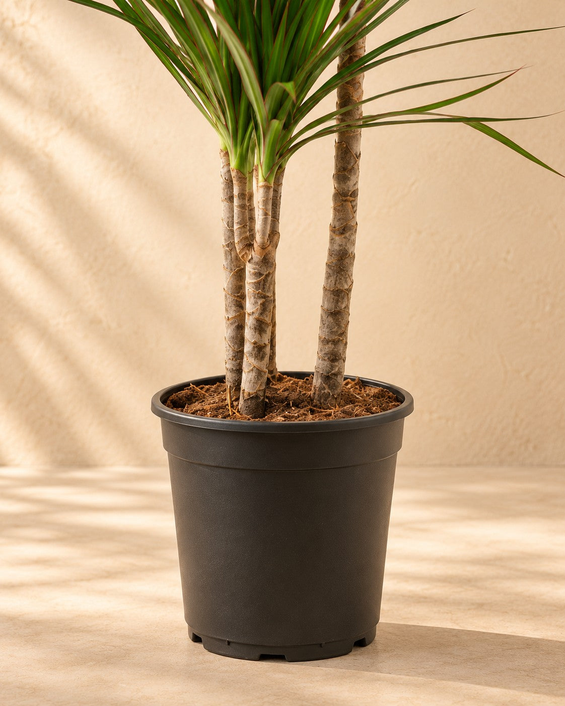 Parte bassa di Dracena (Dracaena marginata) con il vaso di coltivazione