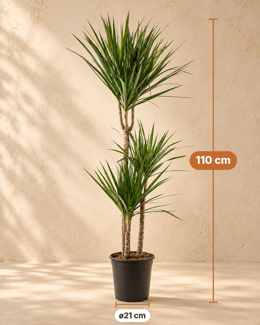 Dracena (Dracaena marginata) 110 cm di altezza, vaso ø21 cm