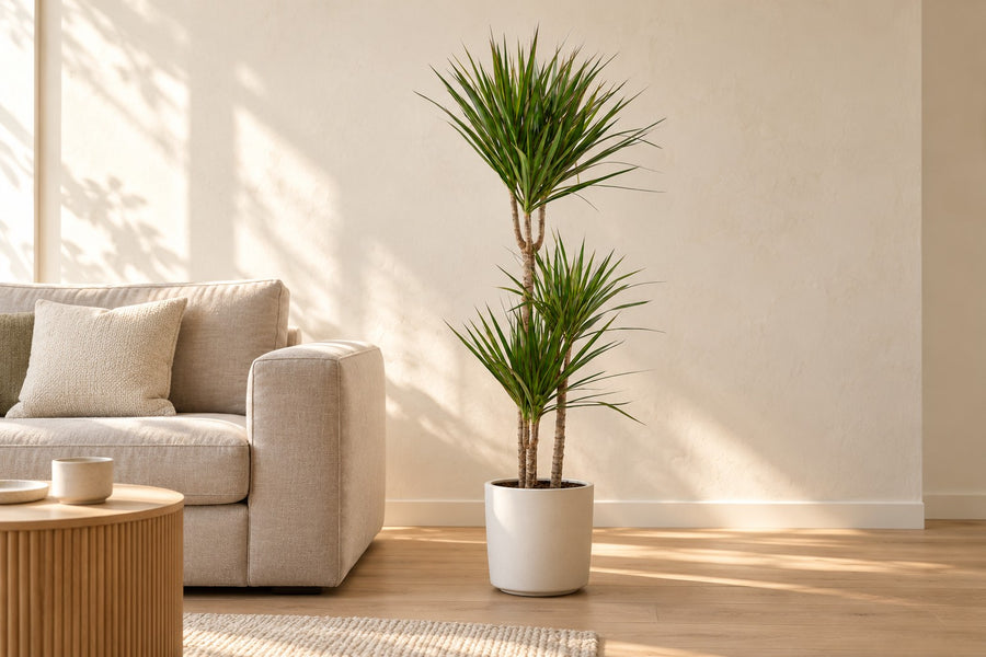 Dracena (Dracaena marginata) 110 cm di altezza, vaso ø21 cm