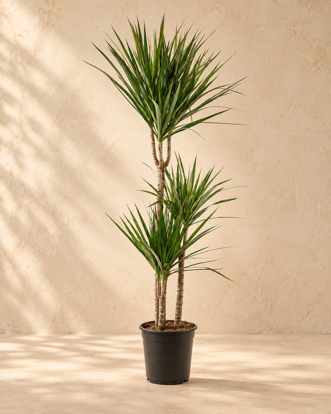 Dracena (Dracaena marginata), alta 110 cm in vaso di coltivazione da 21 cm