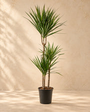 Dracena (Dracaena marginata), alta 110 cm in vaso di coltivazione da 21 cm