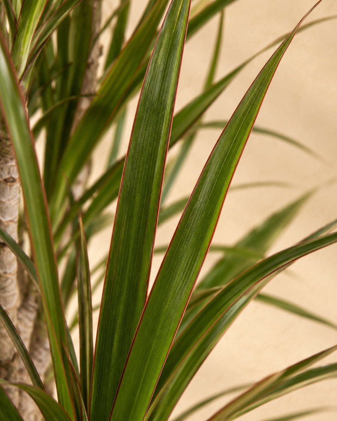 Primo piano delle foglie di Dracena (Dracaena marginata)