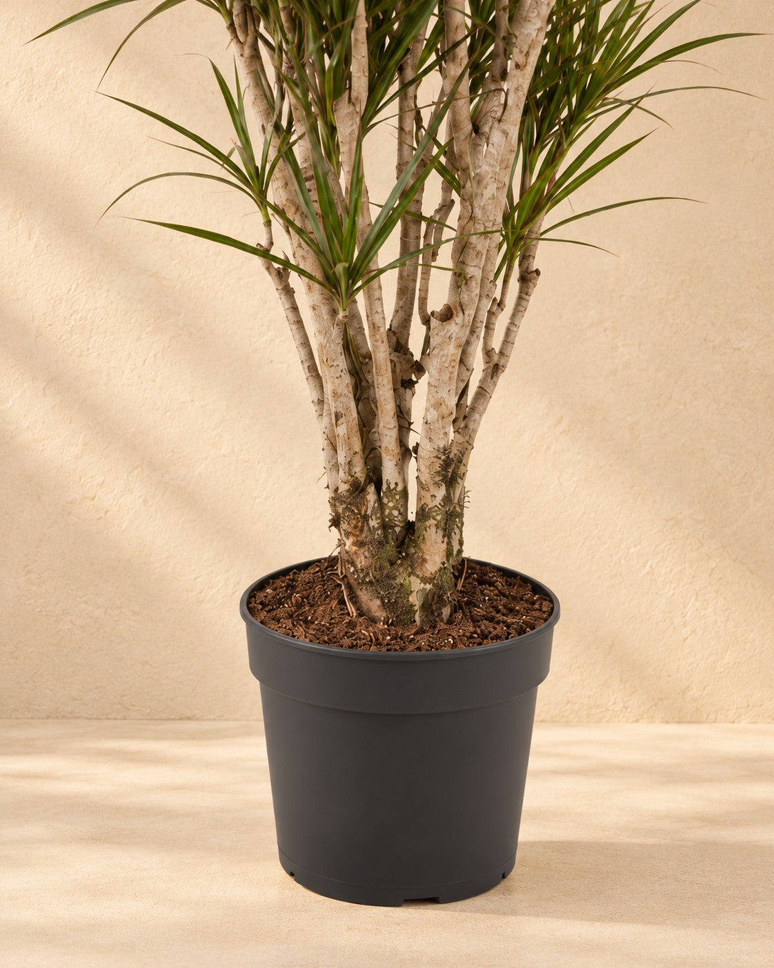 Onderste deel van de Drakenboom (Dracaena marginata) met de kweekpot