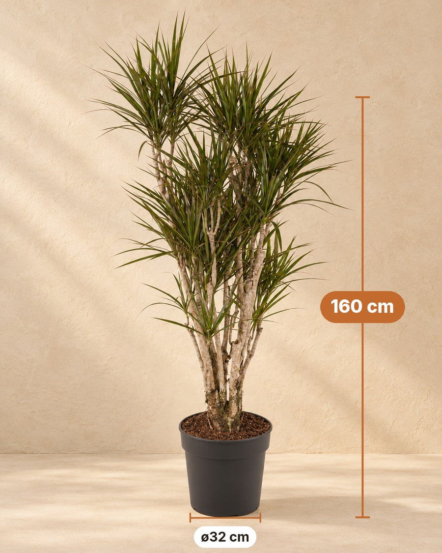 Drakenboom (Dracaena marginata) vertakt 160 cm hoog, pot ø32 cm