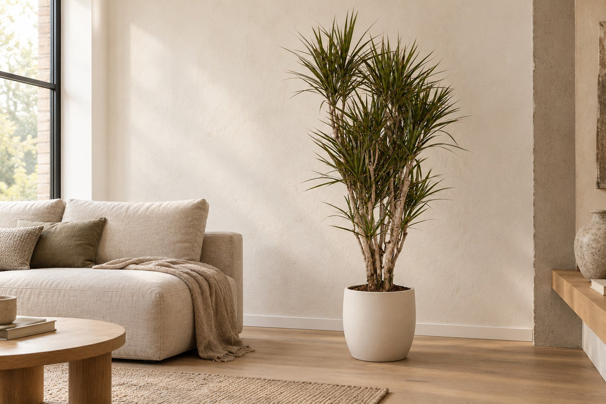 Drakenboom van 160 cm in een witte keramische pot in een lichte woonkamer