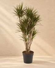 Drakenboom (Dracaena marginata) van 160 cm hoog in kweekpot van 32 cm