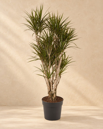 Drakenboom (Dracaena marginata) van 160 cm hoog in kweekpot van 32 cm
