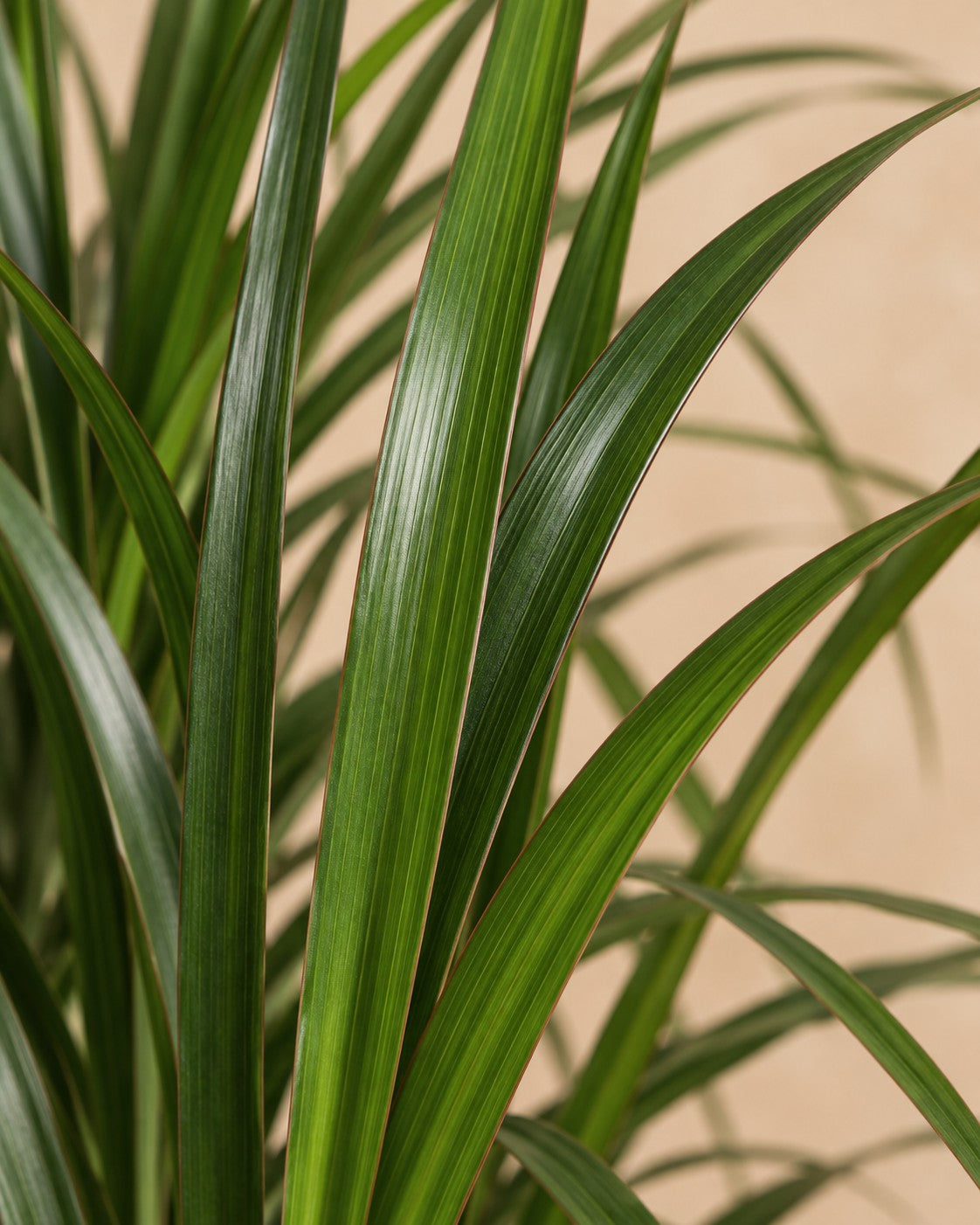 Närbild på bladen hos Drakträd (Dracaena marginata)