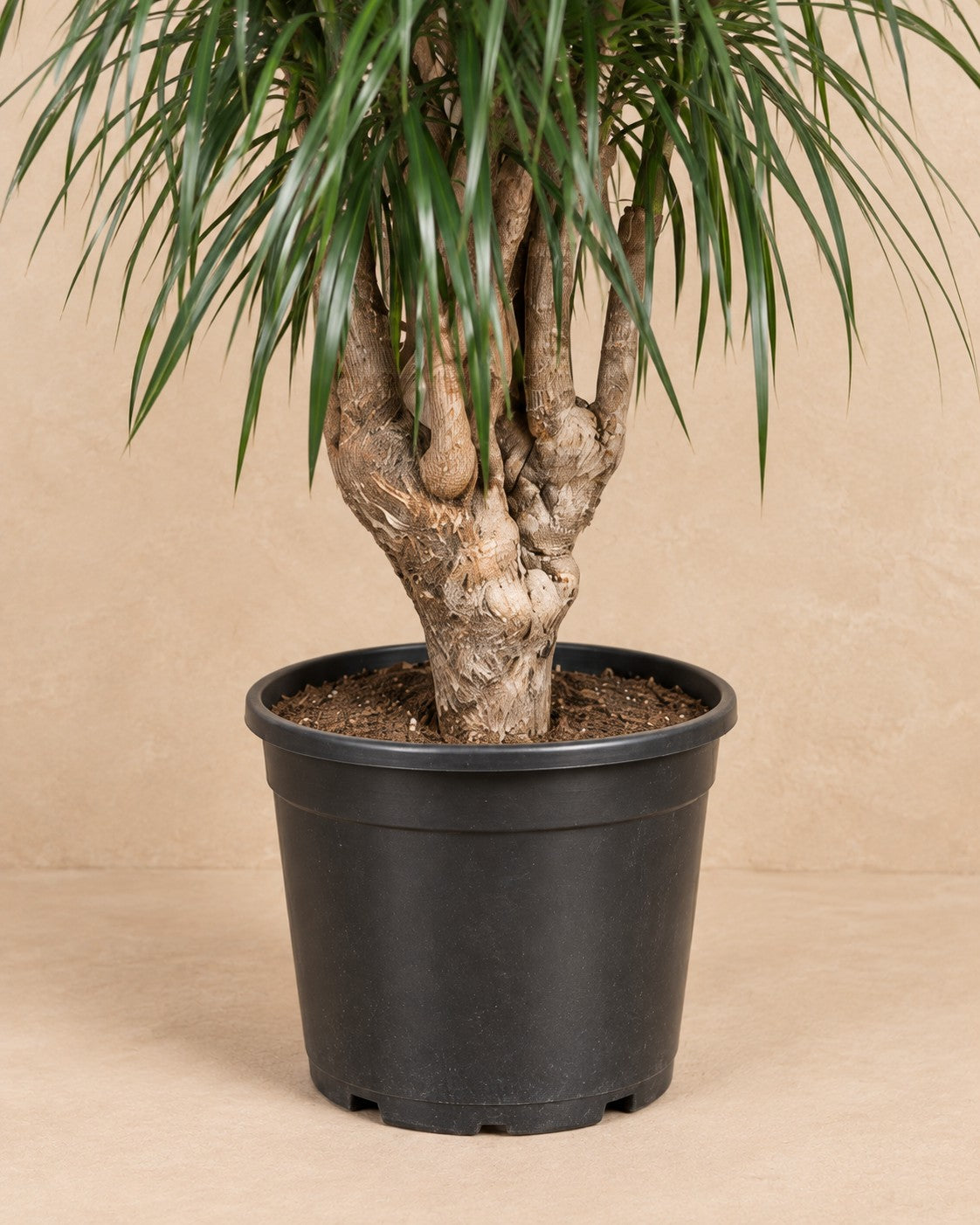 Lower part of the Dragon Tree (Dracaena marginata) with its nursery pot