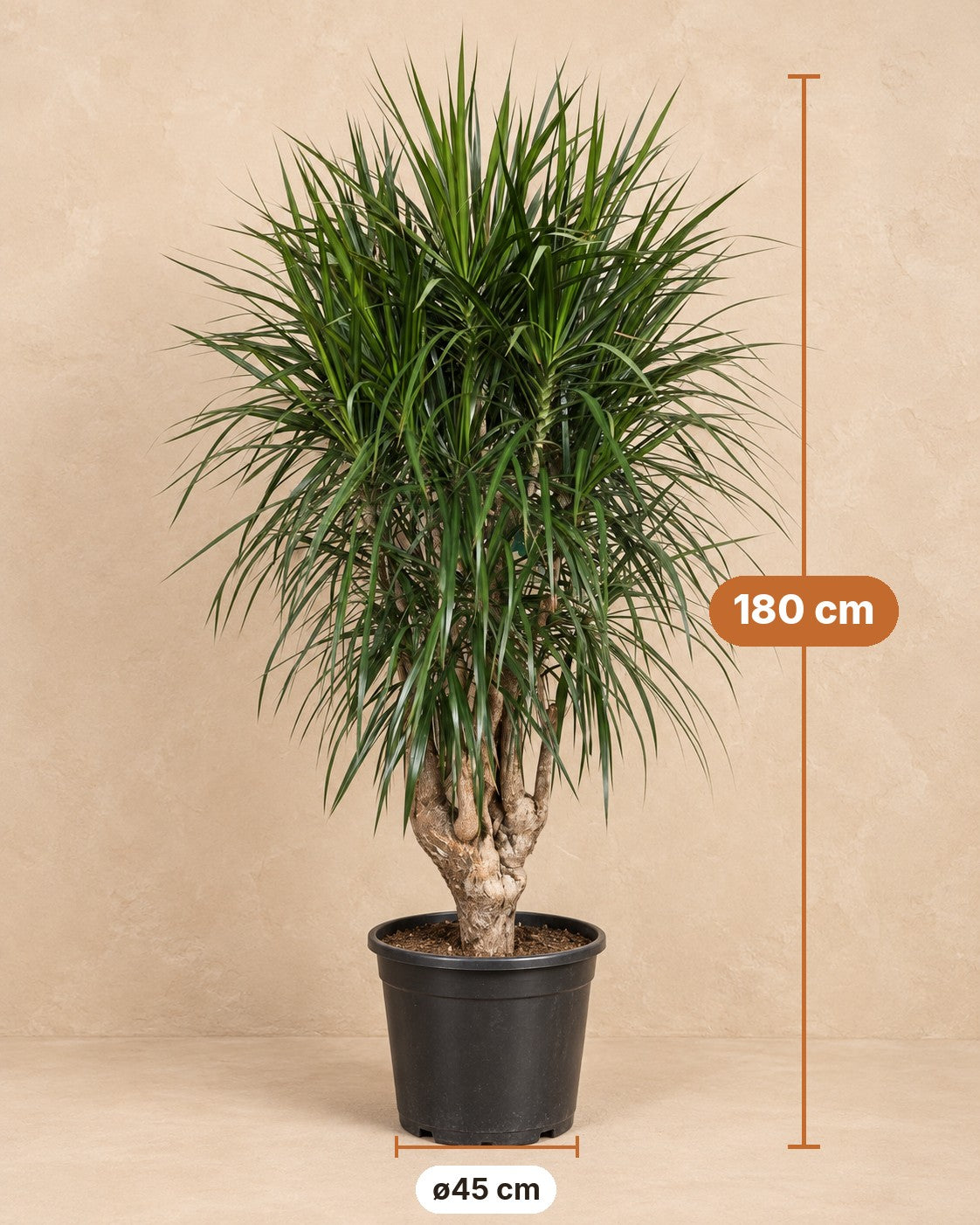 Dimensions of the Dragon Tree: 180 cm tall, pot ø45 cm