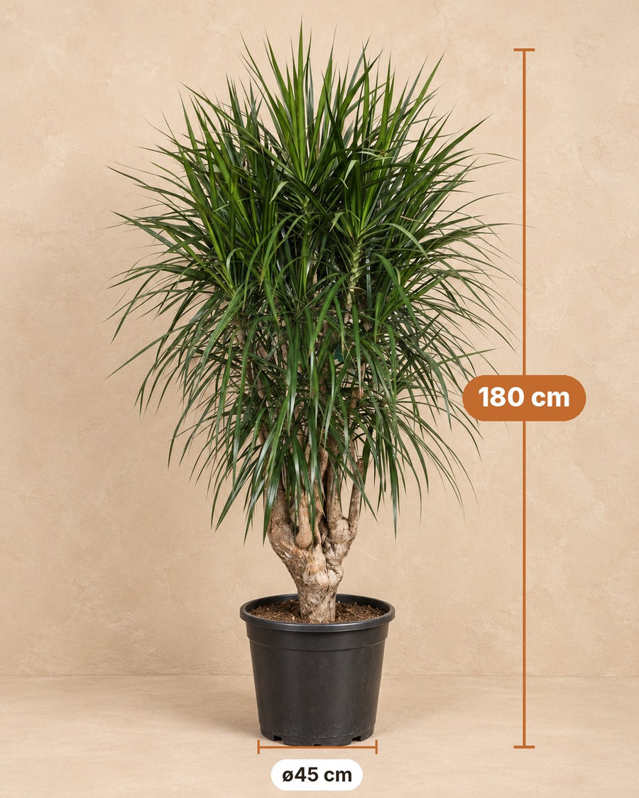 Dragon Tree (Dracaena marginata) 180 cm tall, pot ø45 cm