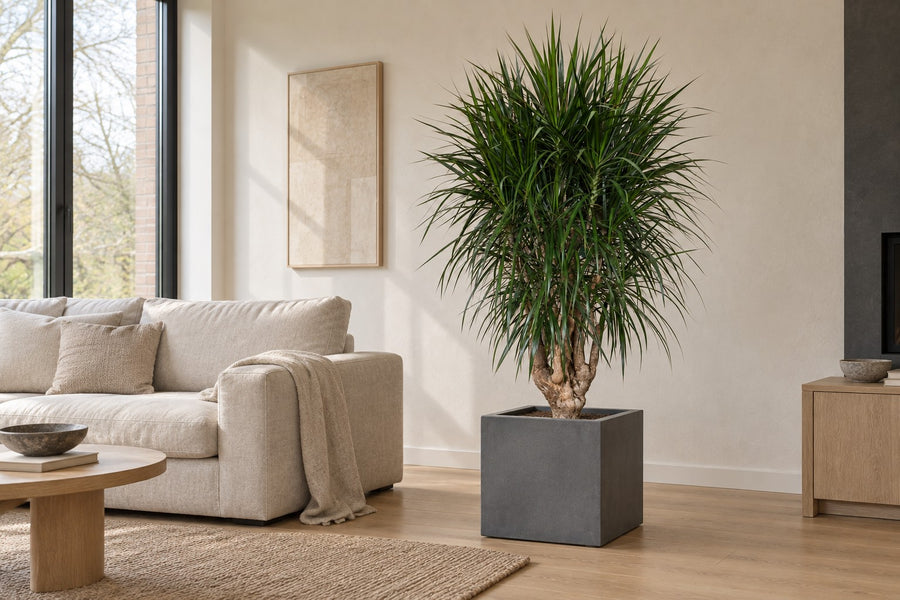 Dragon Tree (Dracaena marginata) 180 cm tall, pot ø45 cm