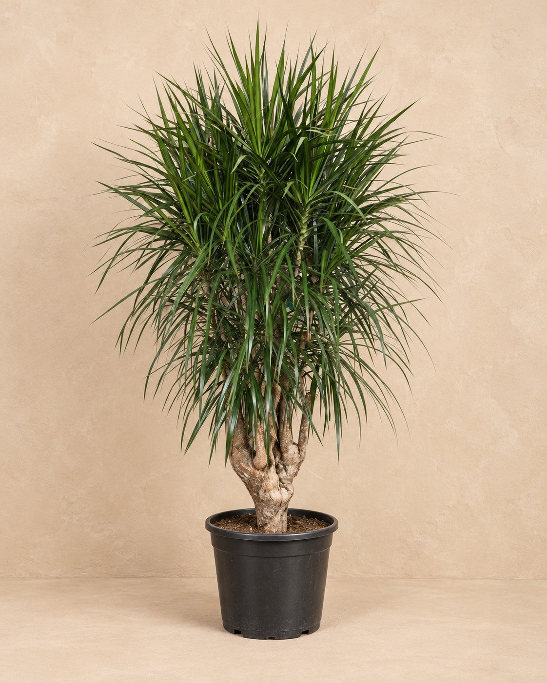 Drakträd (Dracaena marginata), 180 cm hög i en 45 cm odlingskruka