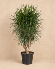 Dragon Tree (Dracaena marginata), 180 cm tall in a 45 cm nursery pot