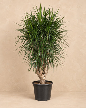 Dracaena marginata
