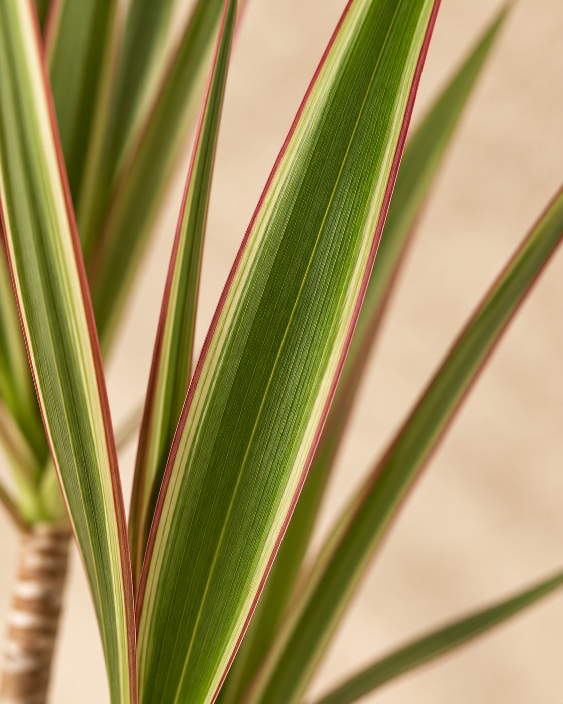 Primo piano delle foglie di Dracena (Dracaena marginata 'Bicolor')