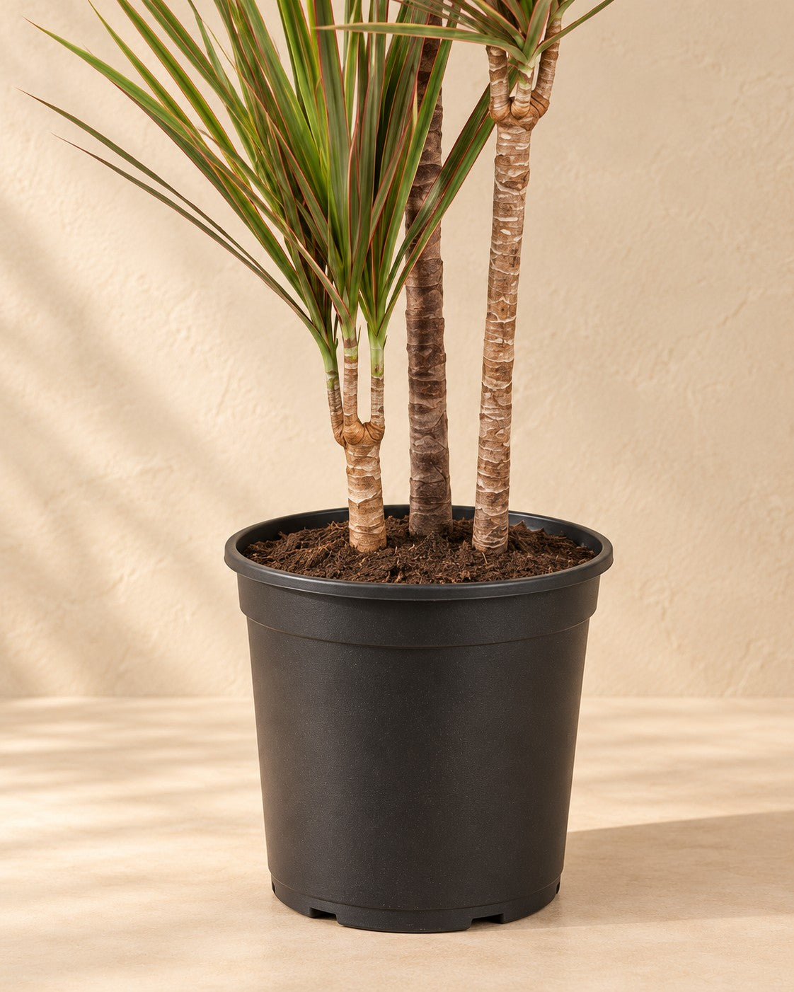 Parte bassa di Dracena (Dracaena marginata 'Bicolor') con il vaso di coltivazione