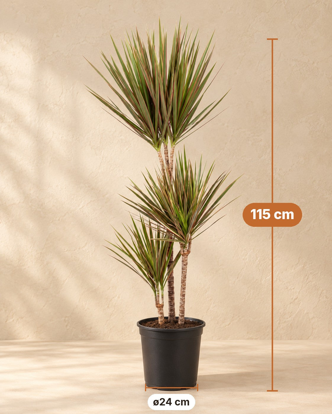 Dimensioni Dracena: altezza 115 cm, vaso ø24 cm