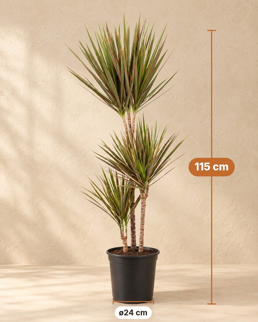 Dracena (Dracaena marginata 'Bicolor') 115 cm di altezza, vaso ø24 cm