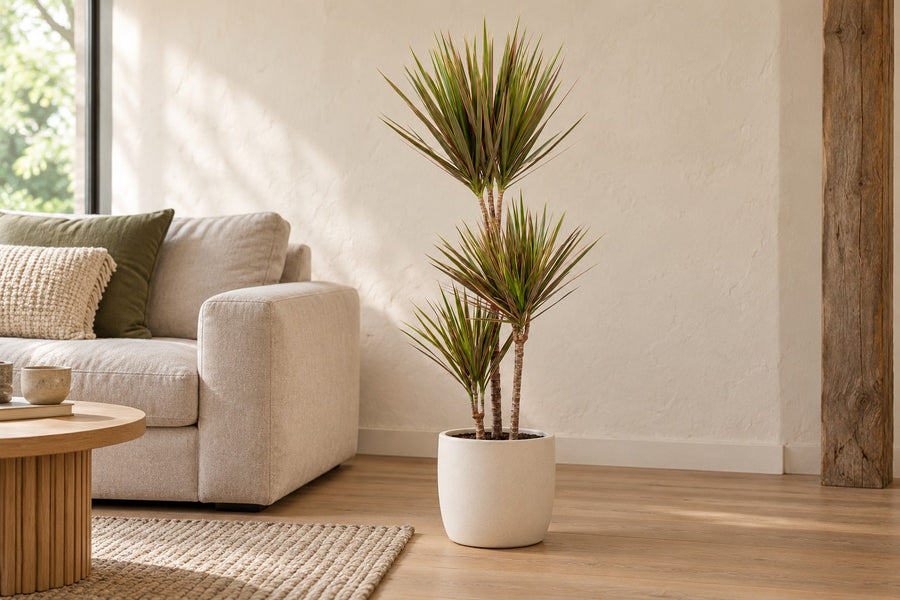 Dracena (Dracaena marginata 'Bicolor') 115 cm di altezza, vaso ø24 cm