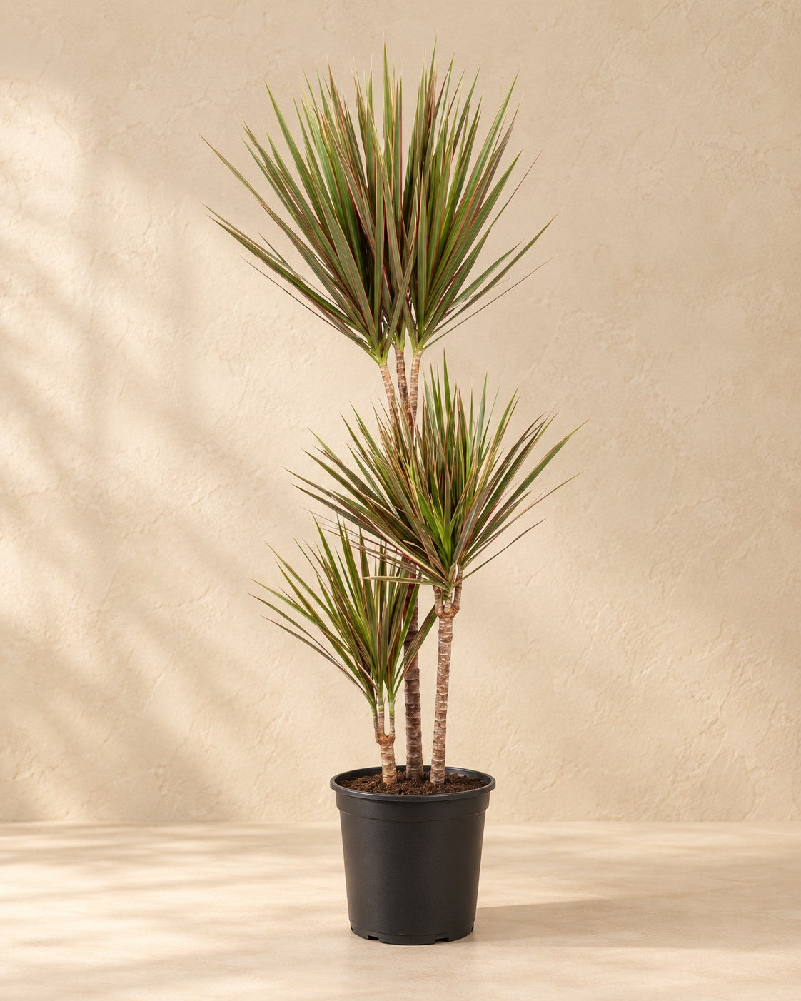 Dracena (Dracaena marginata 'Bicolor'), alta 115 cm in vaso di coltivazione da 24 cm