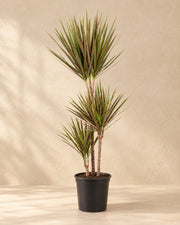 Dracena (Dracaena marginata 'Bicolor'), alta 115 cm in vaso di coltivazione da 24 cm