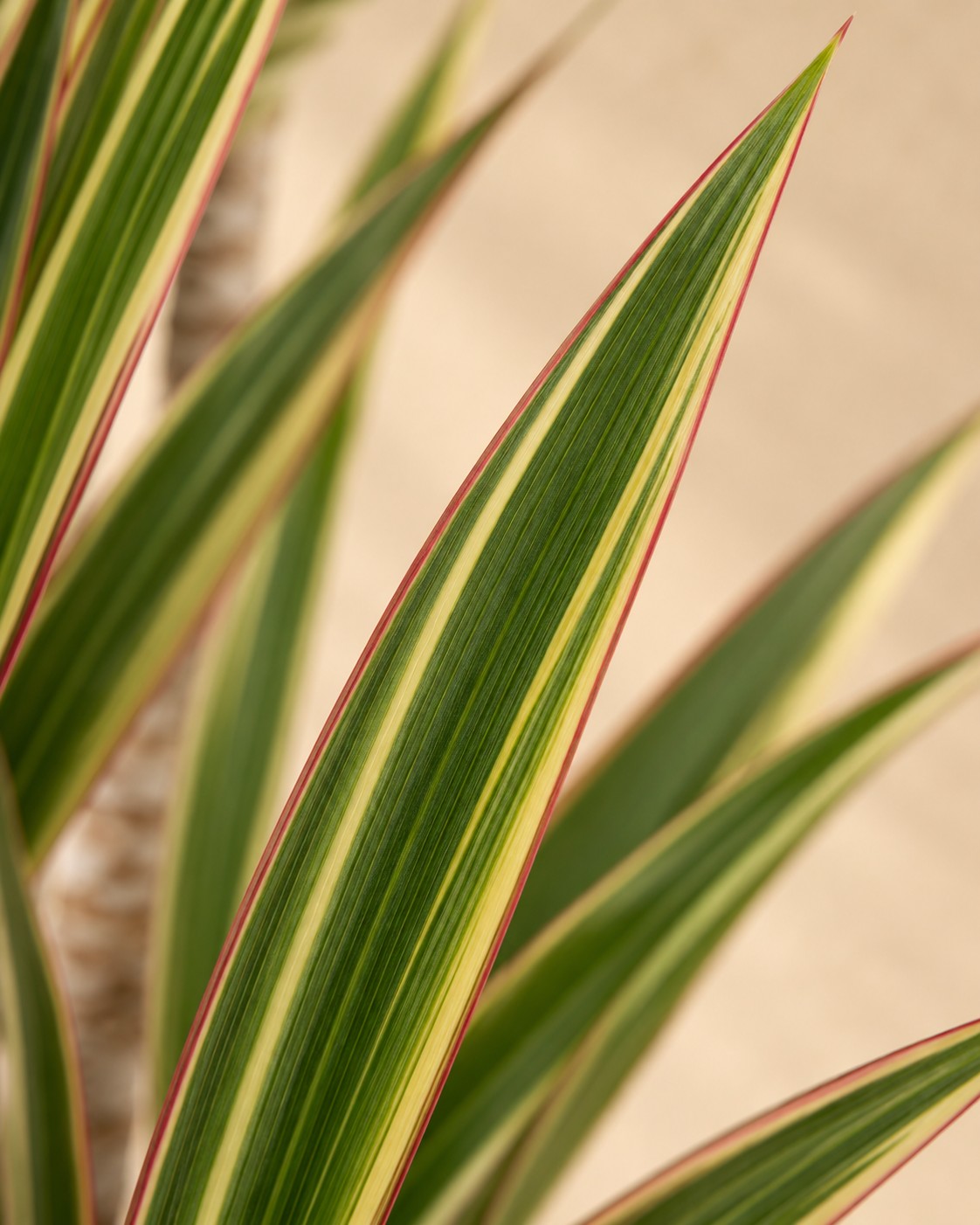 Primo piano delle foglie di Dracena (Dracaena marginata 'Bicolor')