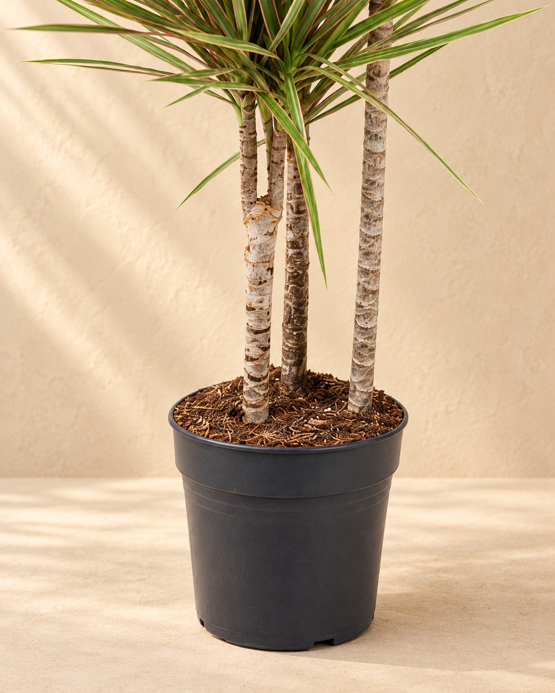 Parte bassa di Dracena (Dracaena marginata 'Bicolor') con il vaso di coltivazione