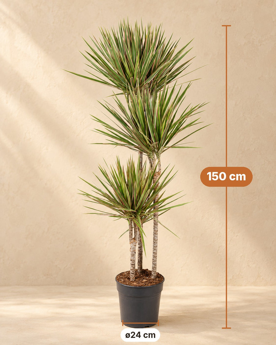 Dracena (Dracaena marginata 'Bicolor') 150 cm di altezza, vaso ø24 cm
