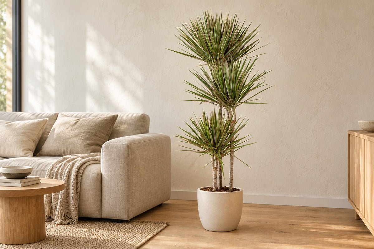 Dracena, 150 cm, in a white ceramic planter in un soggiorno luminoso
