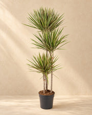 Dracena (Dracaena marginata 'Bicolor'), alta 150 cm in vaso di coltivazione da 24 cm