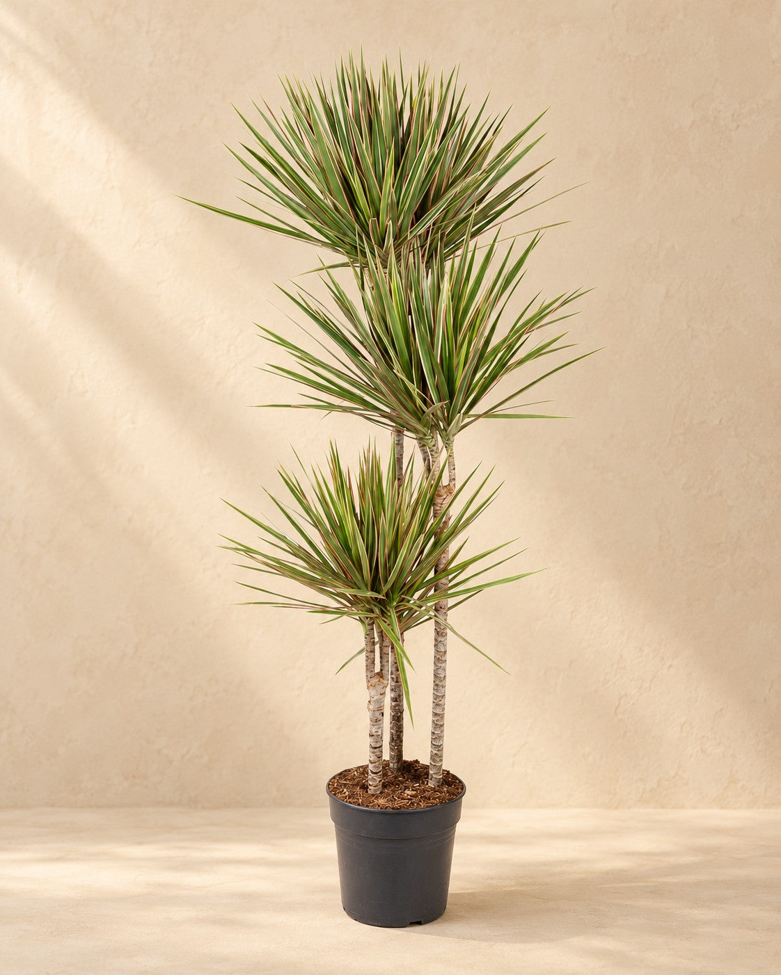 Dracena (Dracaena marginata 'Bicolor'), alta 150 cm in vaso di coltivazione da 24 cm