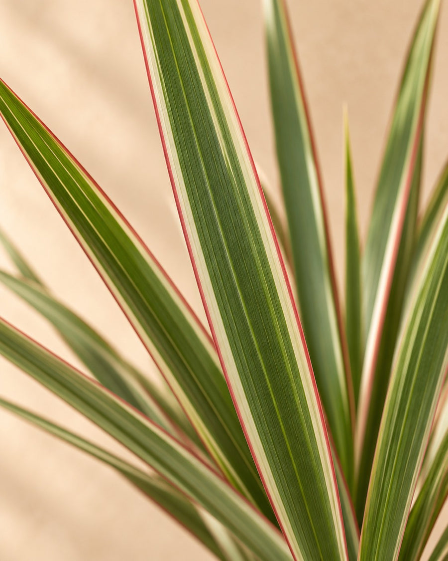 Dracena (Dracaena marginata 'Bicolor') 160 cm di altezza, vaso ø27 cm