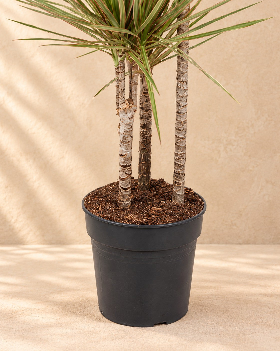 Parte bassa di Dracena (Dracaena marginata 'Bicolor') con il vaso di coltivazione
