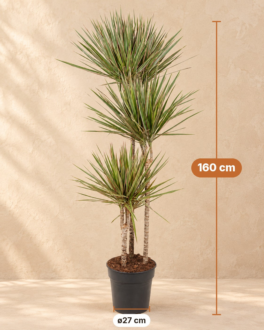Dimensioni Dracena: altezza 160 cm, vaso ø27 cm