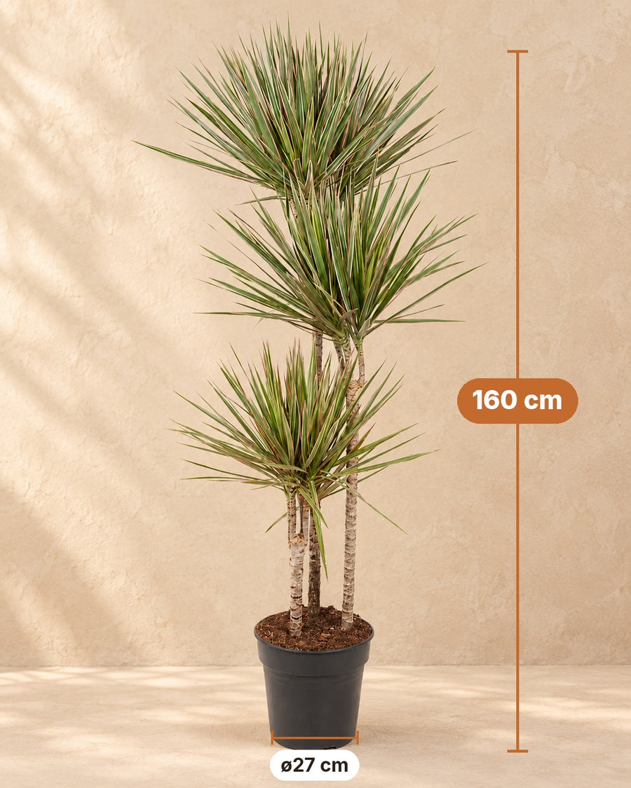 Dracena (Dracaena marginata 'Bicolor') 160 cm di altezza, vaso ø27 cm