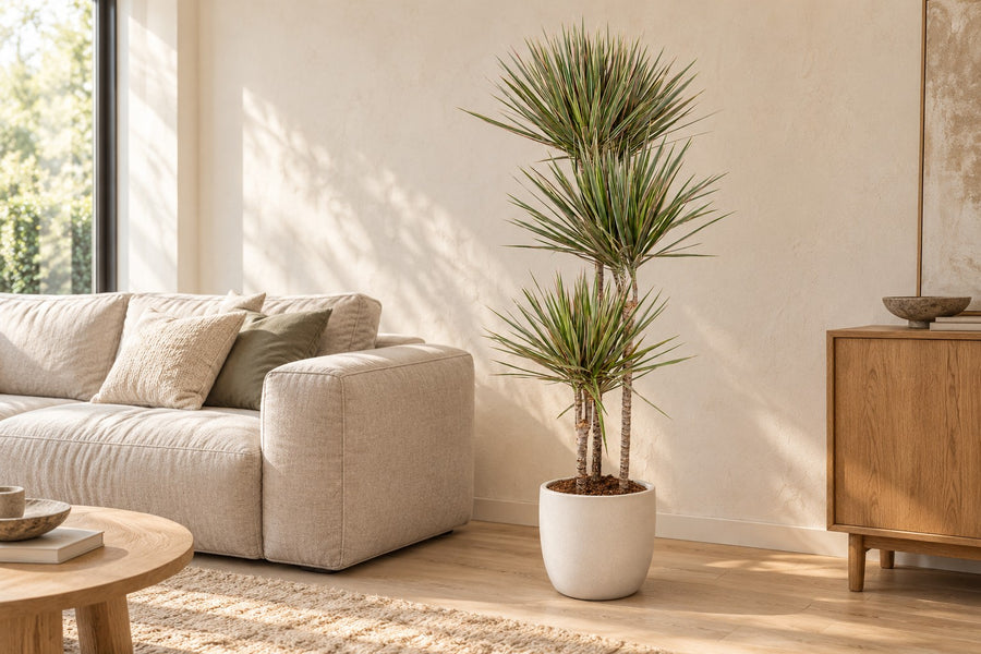 Dracena (Dracaena marginata 'Bicolor') 160 cm di altezza, vaso ø27 cm