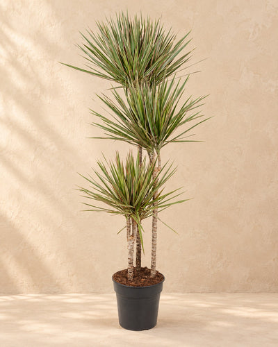 Dracena (Dracaena marginata 'Bicolor'), alta 160 cm in vaso di coltivazione da 27 cm