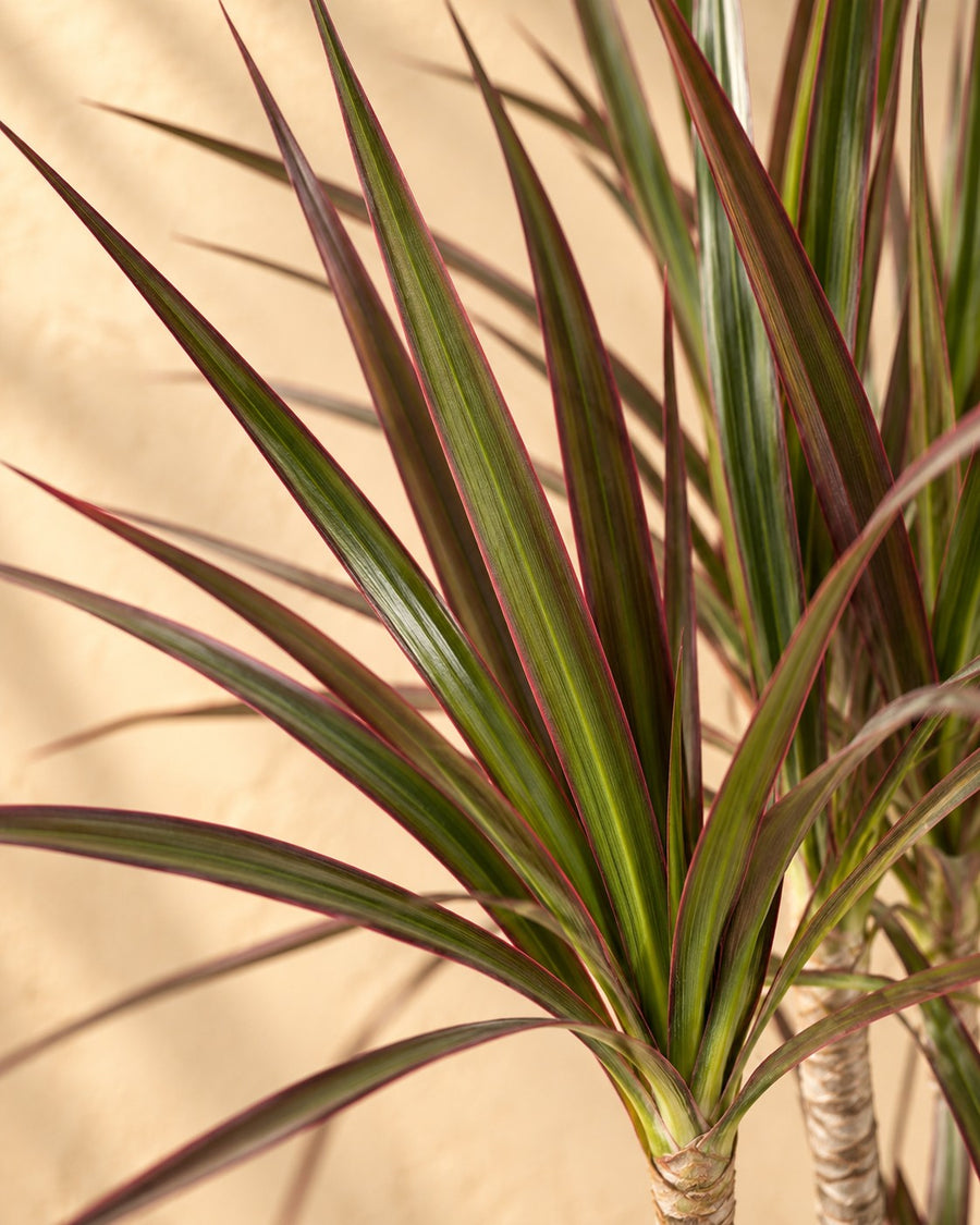 Dracena (Dracaena marginata 'Magenta') 180 cm di altezza, vaso ø27 cm