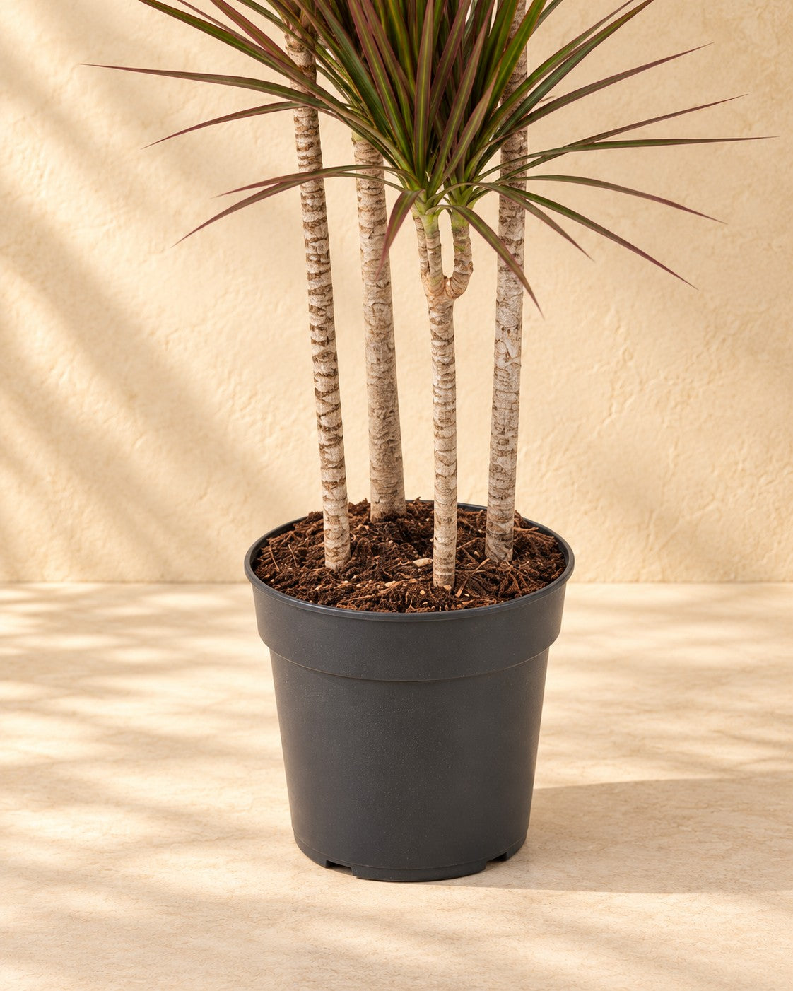 Parte bassa di Dracena (Dracaena marginata 'Magenta') con il vaso di coltivazione