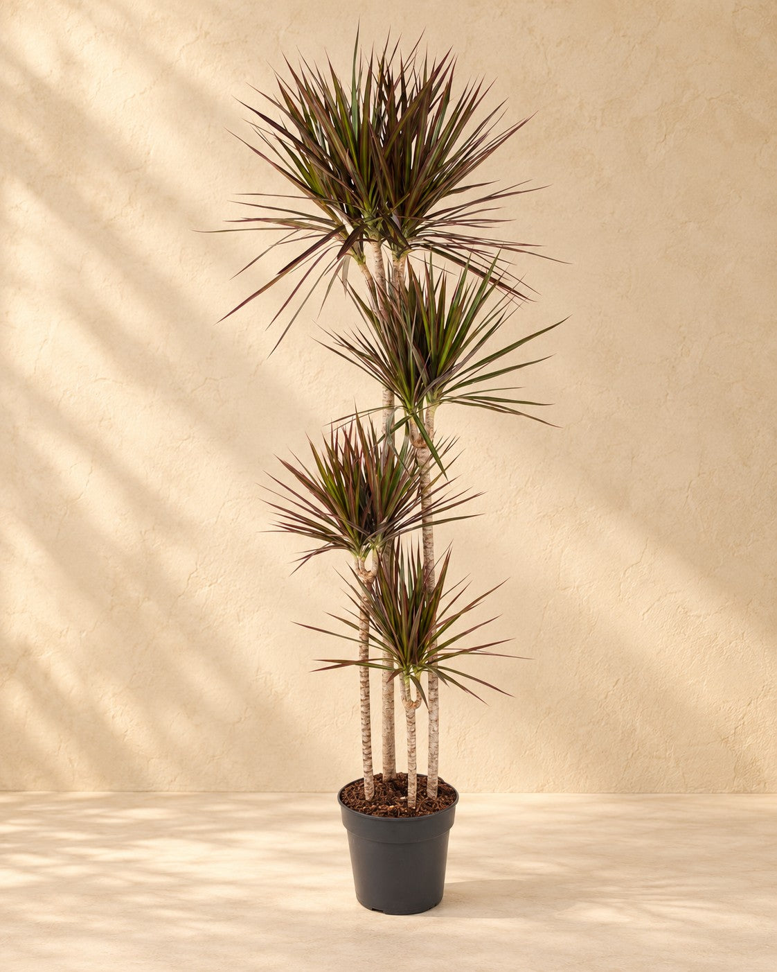 Dimensioni Dracena: altezza 180 cm, vaso ø27 cm