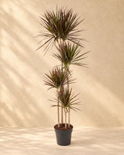 Dracena (Dracaena marginata 'Magenta'), alta 180 cm in vaso di coltivazione da 27 cm